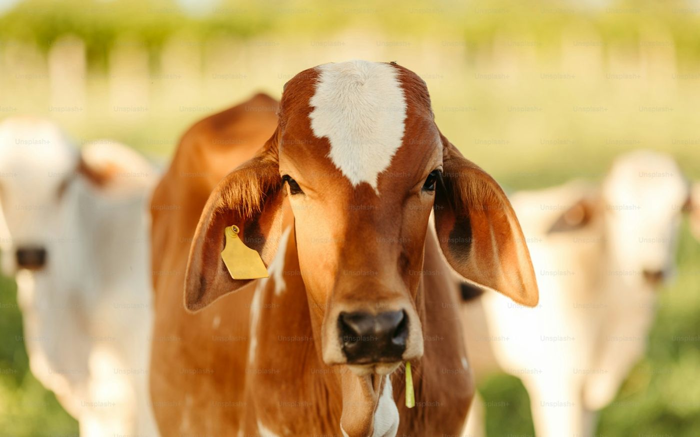 गौ सेवा